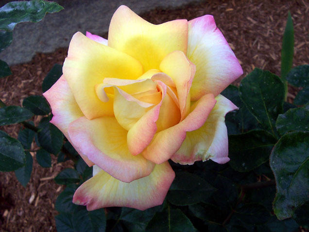 flowers roses yellow. The yellow roses opened up and